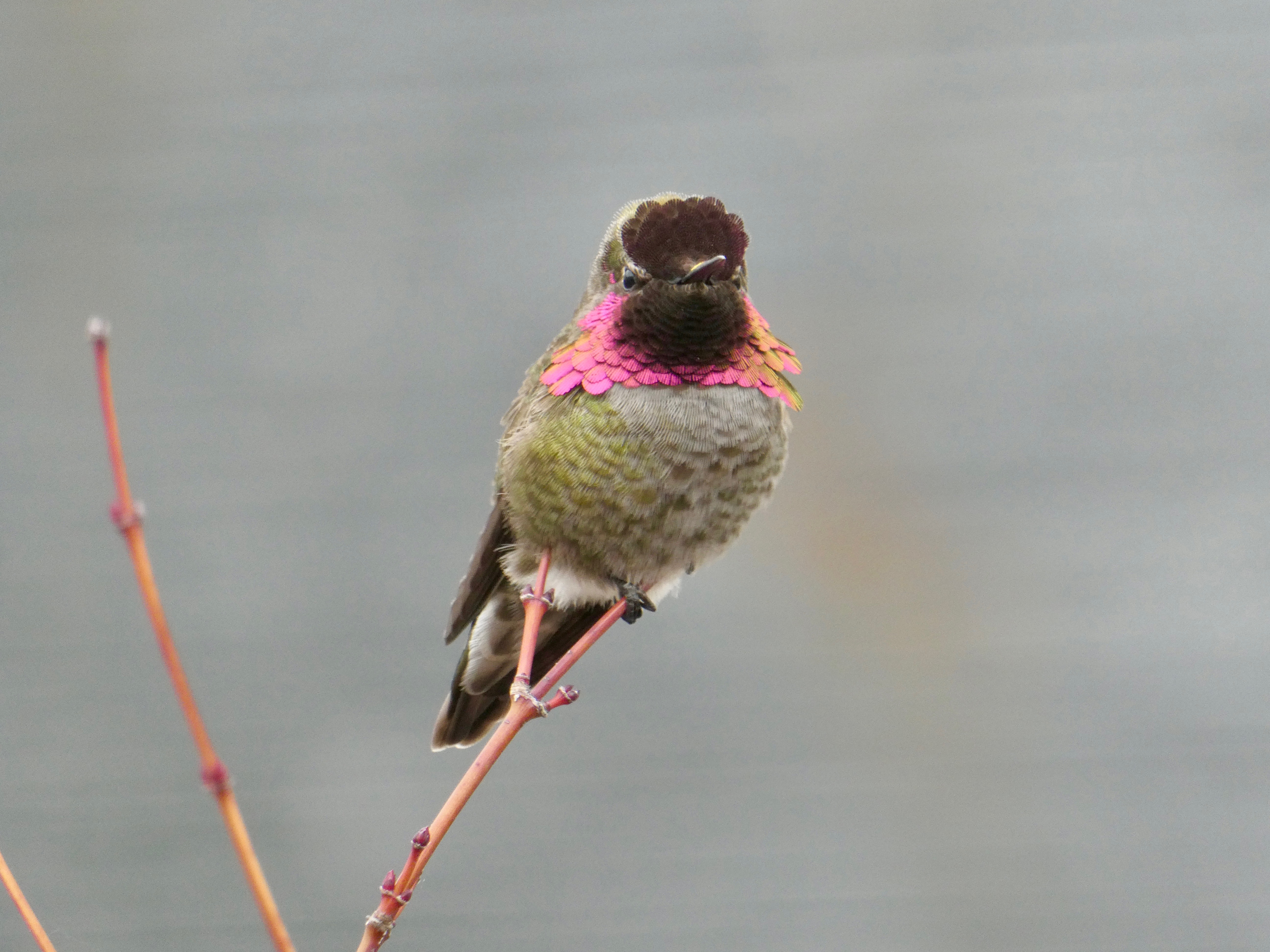 Anna's Hummingbird on a branch, pink plumage on view